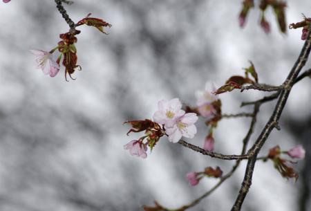 　北海道釧路市で開花したエゾヤマザクラ＝３日午後