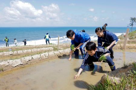 　石川県輪島市の「白米千枚田」で田植えをする子どもたち＝９日午前