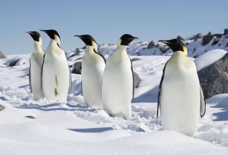 南極のコウテイペンギン（共同）