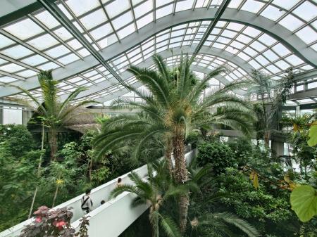 　熱帯環境植物館の温室に生い茂る熱帯の植物＝東京都板橋区