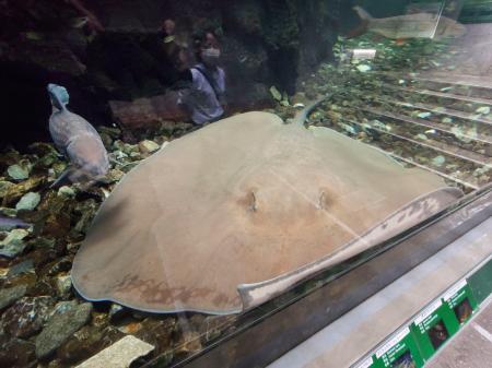 　世界最大級の淡水エイ「ヒマンチュラ・チャオプラヤ」。全長２・７メートルのメスで名前は「チャオ」＝東京都板橋区