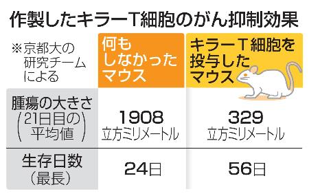 作製したキラーＴ細胞のがん抑制効果