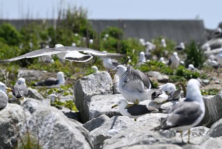 福島県富岡町の富岡漁港にできたウミネコの繁殖地＝１５日午前