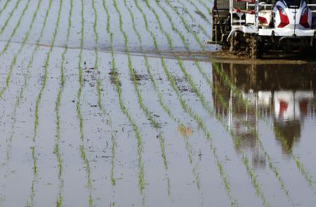 水田に植え付けられたイネの苗＝新潟県三条市