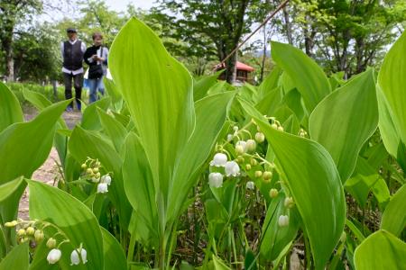 北海道平取町の群生地でつぼみが開き始めたスズラン＝２３日午後