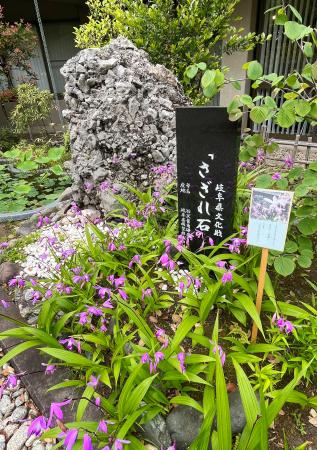 　さざれ石とシランの花＝東京都千代田区
