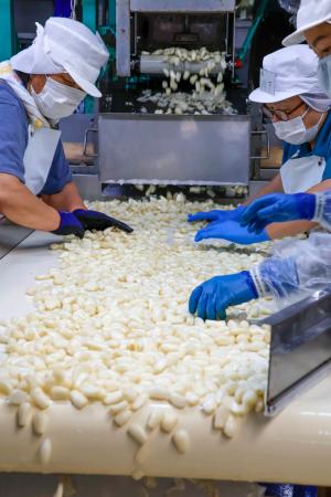 名産品「鳥取砂丘らっきょう」の出荷作業＝２５日午前、鳥取市