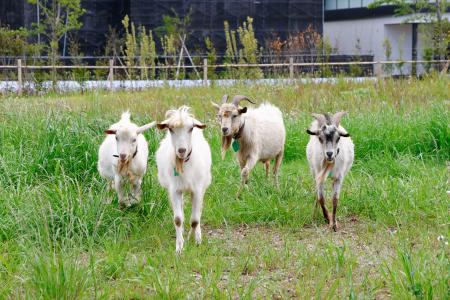 千葉大のキャンパスで放し飼いされているヤギ＝１１日、千葉市