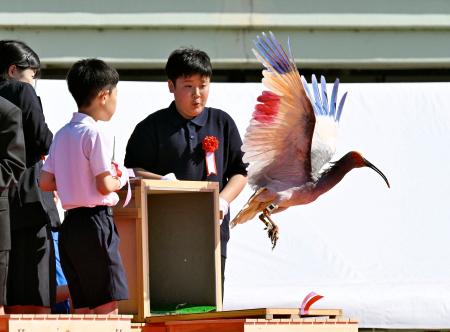 石川県羽咋市で行われた本州で初めてとなるトキの放鳥で、子どもたちに空へ放たれるトキ=31日午後