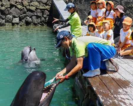和歌山県太地町の町立くじらの博物館で披露されたクジラの歯磨き＝１日午前