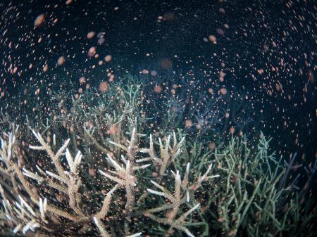 鹿児島県・奄美大島沖で確認されたサンゴの産卵。「バンドル」と呼ばれる卵と精子が詰まった桃色のカプセルが放出された＝４日夜（興克樹さん提供）