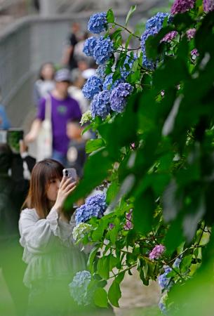 　東京都内で見頃を迎えたアジサイ。気象庁は東海と関東甲信が梅雨入りしたとみられると発表した＝７日午後