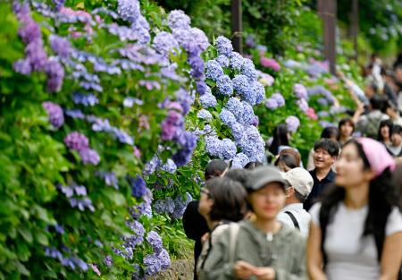 東京都内で見頃を迎えたアジサイ。気象庁は東海と関東甲信が梅雨入りしたとみられると発表した＝７日午後