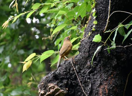 　はけの小路で出合った鳥＝東京都小金井市