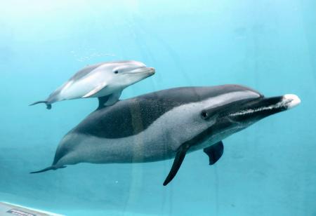 マダライルカの赤ちゃん、公開｜埼玉新聞｜埼玉の最新ニュース