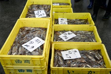水揚げされたスルメイカ＝１１日午前、北海道函館市