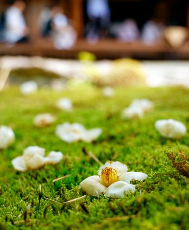 京都市右京区の東林院で見頃を迎えた「沙羅双樹の花」＝１１日午前