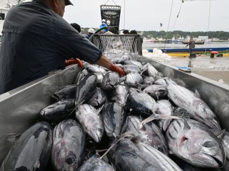 福島県いわき市の小名浜港に今シーズン初水揚げされたカツオ＝１５日午前