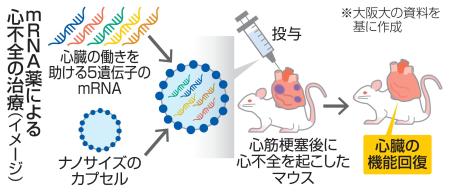 ｍＲＮＡ薬による心不全の治療（イメージ）