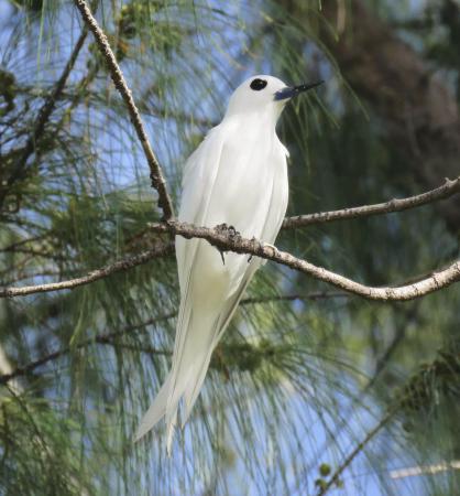 繁殖が確認されたシロアジサシの成鳥＝２０２２年５月、東京都小笠原村・南鳥島（森林総合研究所北海道支所の川上和人さん提供）
