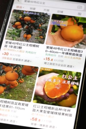 中国大手通販サイトで販売されている「紅プリンセス」の名前をうたった苗木（共同）