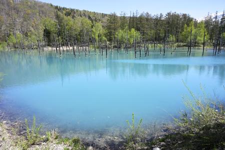 北海道美瑛町の観光地「青い池」＝５月