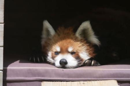 レッサーパンダの風太=6月、千葉市動物公園(同園提供)