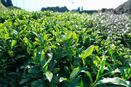 静岡県内の茶畑＝２０２５年１０月
