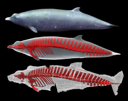 クジラの骨格、3D画像で復元｜埼玉新聞｜埼玉の最新ニュース
