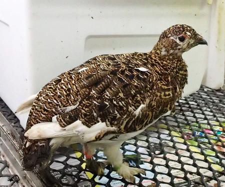 死んだ雌のニホンライチョウ（富山市ファミリーパーク提供）