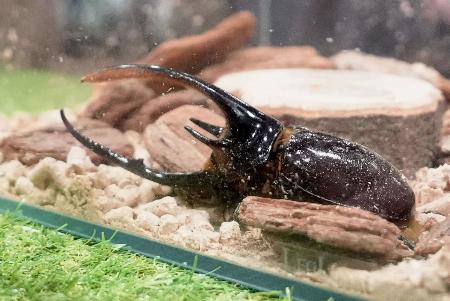 「大昆虫展in東京スカイツリータウン」で展示されるカブトムシ=東京都墨田区