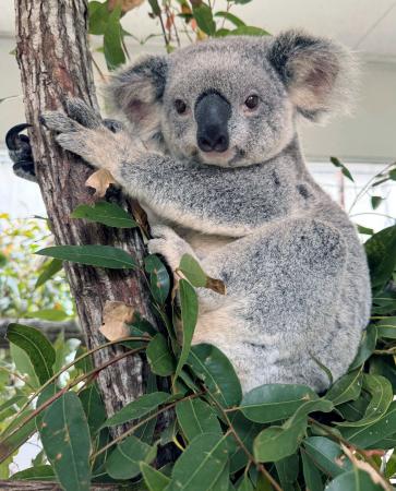 埼玉県こども動物自然公園が新たに飼育する雌のコアラ「バブルス」
