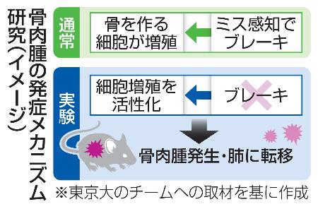 骨肉腫の発症メカニズム研究（イメージ）