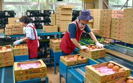 日南トマトの出荷作業＝１６日午前、鳥取県日南町