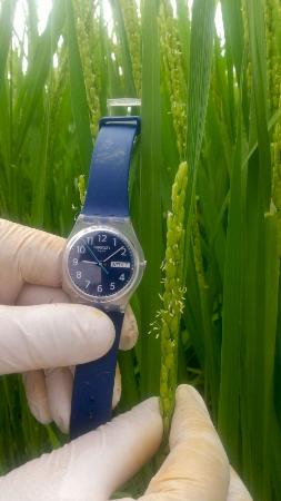 農業・食品産業技術総合研究機構が開発したイネ。通常より早い午前９時過ぎに開花している＝２０２４年８月、新潟県上越市（農研機構提供）