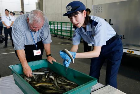 輸入の通関手続きで、ウナギをつかんで確認する東京税関の職員。左は「丸勝」の西勝光治社長＝２２日午後、成田空港
