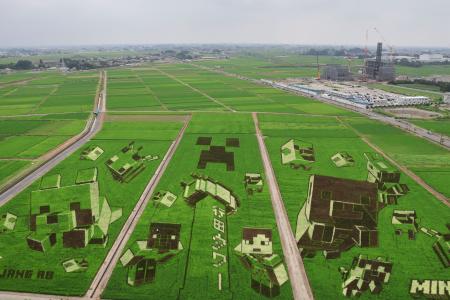 見頃を迎えた「マインクラフト」とコラボした田んぼアート＝２４日、埼玉県行田市