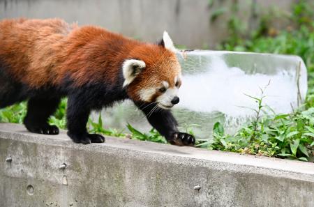　プレゼントされた氷の周りを歩くレッサーパンダ＝２５日午前、北海道旭川市の旭山動物園