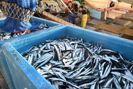 ２０２５年１０月、福島県いわき市の小名浜港で水揚げされたサンマ