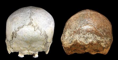 近世の現生人類（左）とジャワ原人の頭骨。いずれも横方向にゆがんでいる（Ｋａｉｆｕ　Ｙ　ｅｔ　ａｌ．提供）
