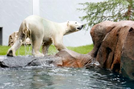 一般公開が始まった天王寺動物園のホッキョクグマ「ホウちゃん」の新しい獣舎＝４日、大阪市