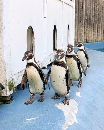 死んだ４羽のフンボルトペンギン。（左から）かすみ、いずみ、あらまさ、ひめ＝６月（仙台市の八木山動物公園フジサキの杜提供）