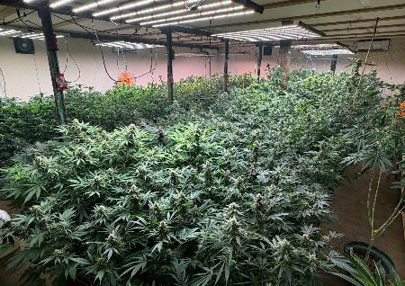 北海道日高町の元食品工場で栽培されていた大麻草＝７月２１日（北海道警提供）