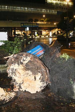 JR宇都宮駅前のロータリーで倒れた木=12日未明、宇都宮市