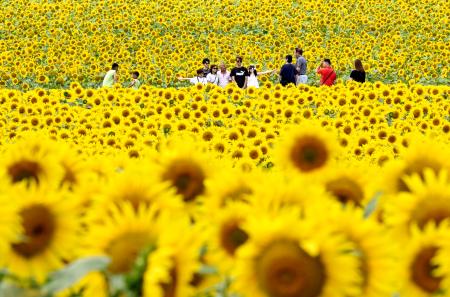 北海道北竜町にある国内最大級のヒマワリ畑「ひまわりの里」を散策する人たち＝１２日