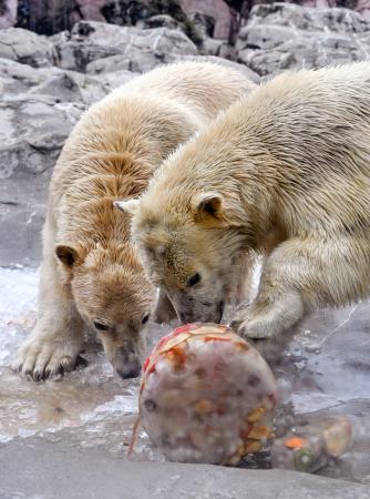 特製の氷ケーキをプレゼントされたホッキョクグマのそら（左）とうみ＝１４日午前、仙台市の八木山動物公園
