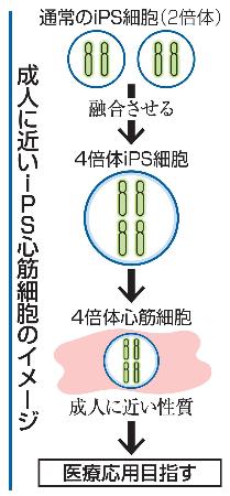 成人に近いiPS心筋細胞のイメージ