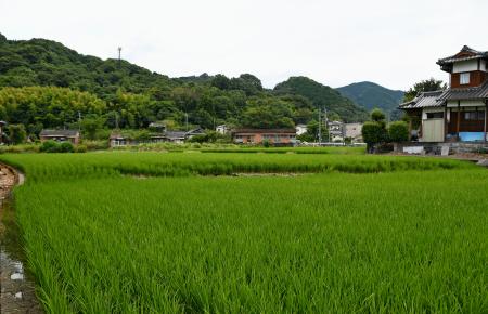 地震で熊本県八代市の田んぼに出現した断層(中央)=15日午後