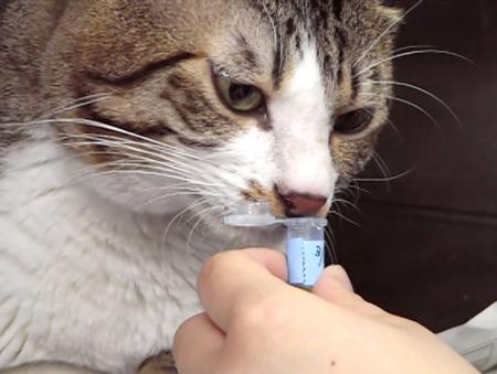 実験で尿のにおいを嗅ぐネコ（岩手大提供）