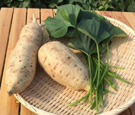サツマイモの品種「すいおう」(埼玉県坂戸市役所提供)